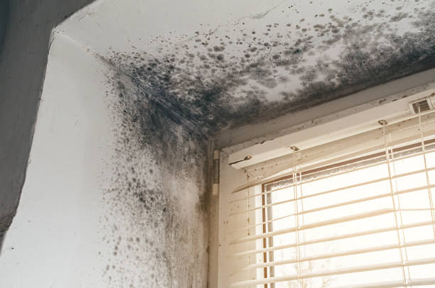 Affordable Mold Removal solutions in Hartfield, VA